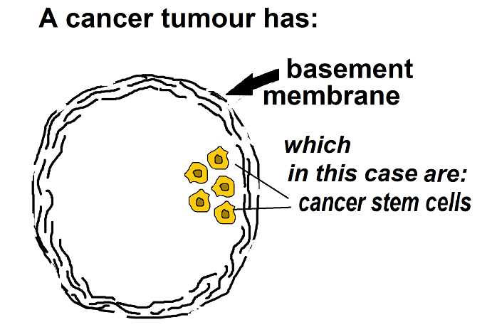 44 A cancer tumour has a basal mem stem cells2add
