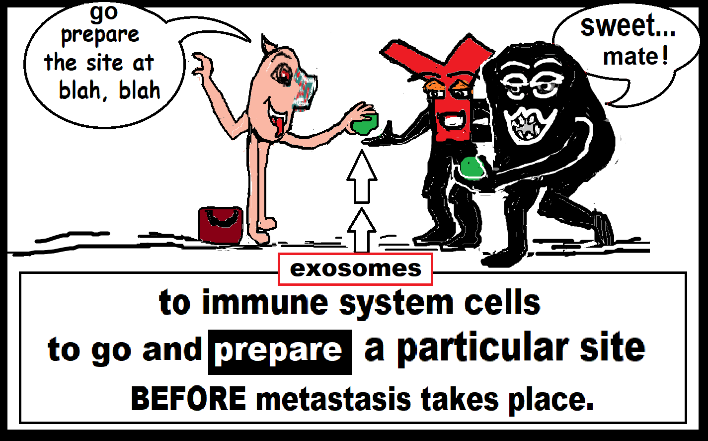 cancer cells give exosomes to IS cellsghf