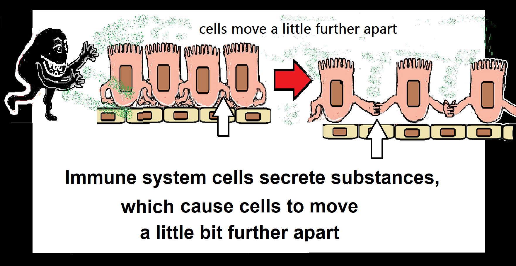 cells move apart