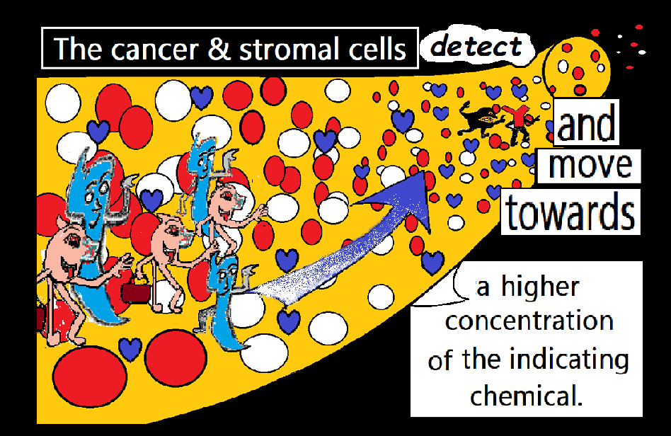 immjune cells guide the cancer cells3 detect