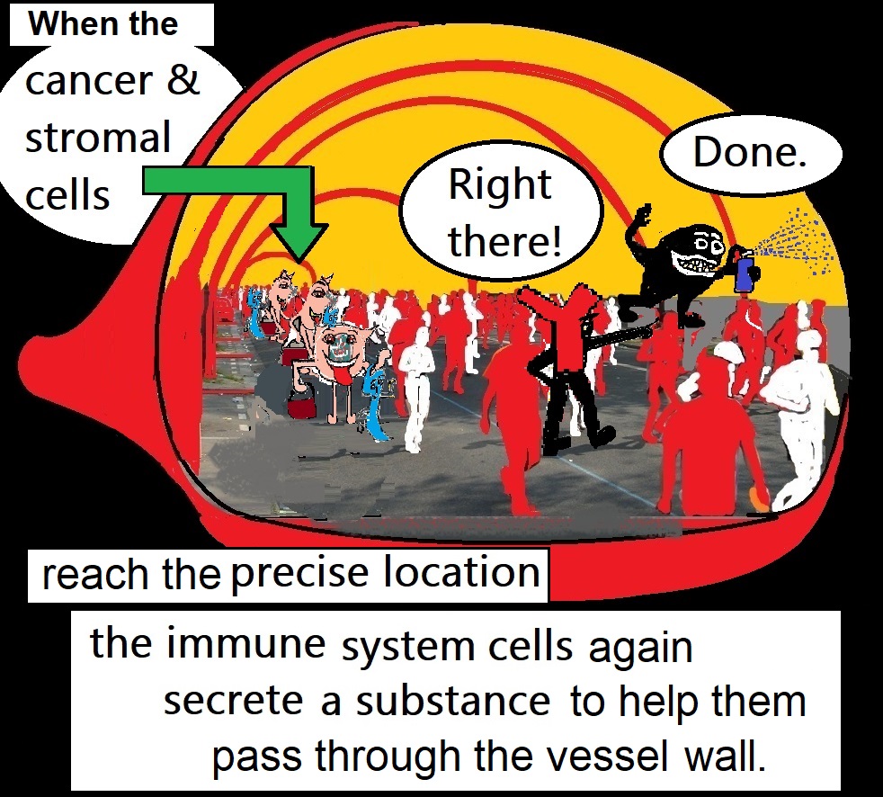 immune cells help