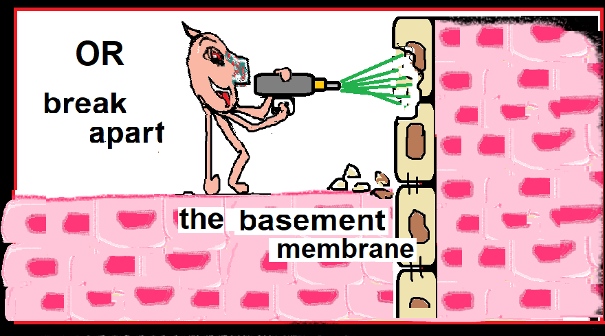 OR break apart basement membrane
