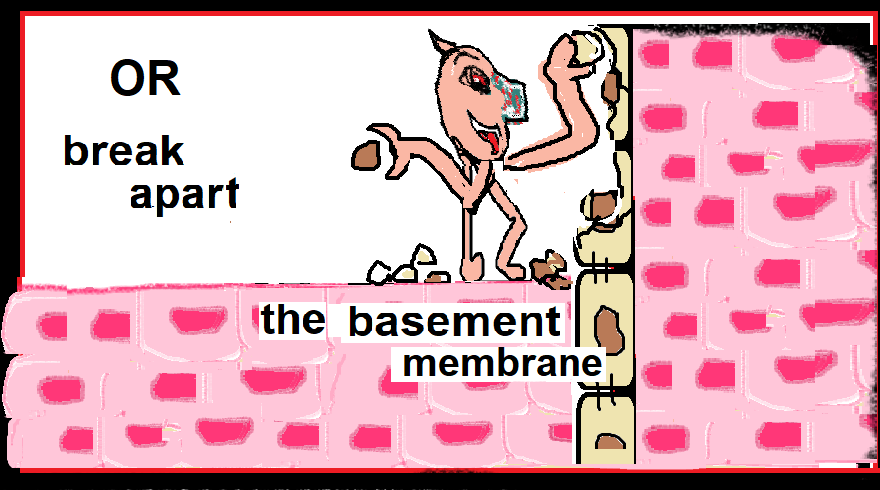 OR break apart the basement membrane - 1