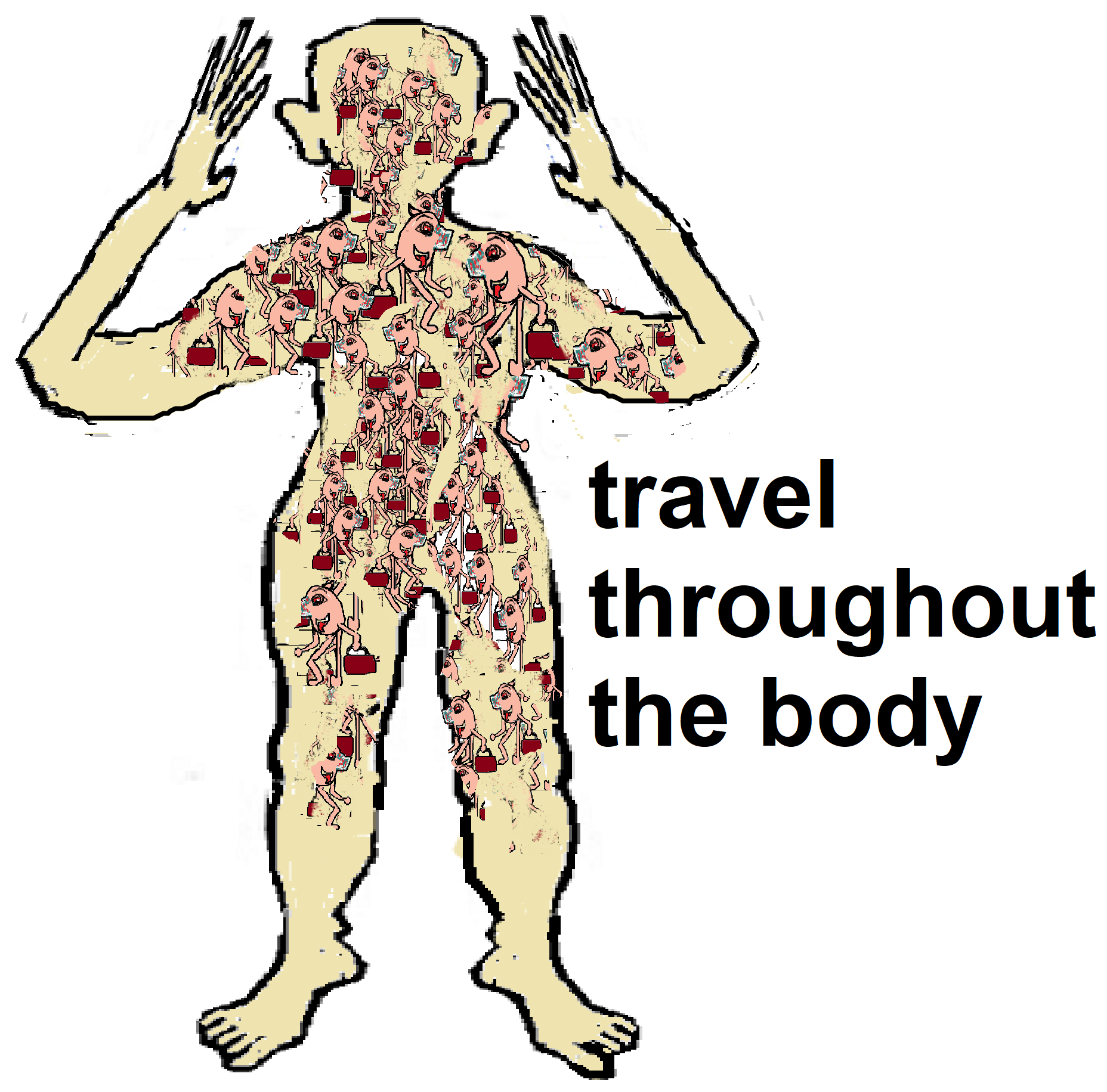 travel throughout the body