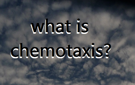 what is chemotaxis1